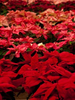 Rows of red poinsettia plants being grown at a Colorado nursery in preparation for the holiday season.