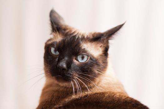 Portrait of a Siamese cat with beautiful blue eyes not happy with the head of a little devil with a nasty look
