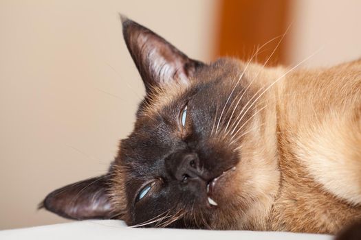 Portrait of a Siamese cat with beautiful blue eyes not happy with the head of a little devil with a nasty look