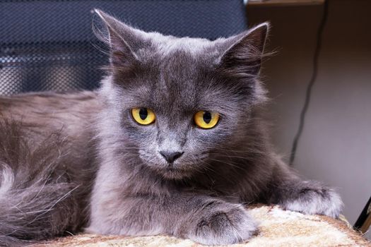 Sad gray cat with yellow eyes close up