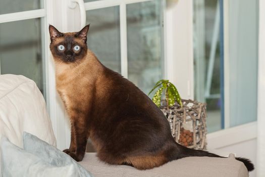 Portrait of a cute siamese breed cat with beautiful blue eyes.