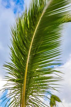 Tropical natural mexican palm tree with coconuts and blue sky background in Playa del Carmen Quintana Roo Mexico.