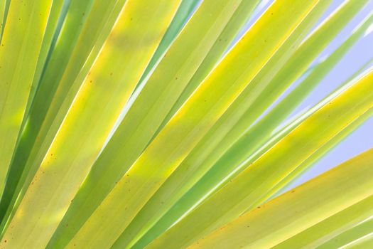 Pattern of palm leaves against the sky background