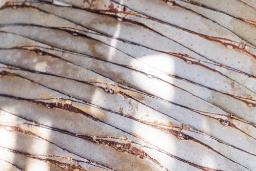 Smooth trunk of a palm tree close up background
