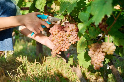 Close-up of woman hand cutting with secateurs harvest of pink organic ripe grapes in summer autumn vineyard. Agriculture harvesting farming, natural eco fruits food, healthy eating concept