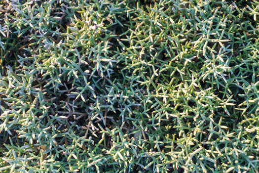 Gray - blue - green grass background close up