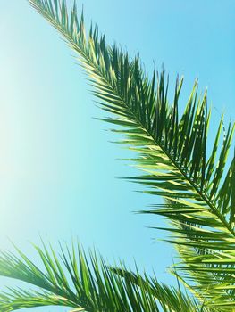 Tropical nature, vintage backdrop and summer vacation concept - Palm tree leaves and the sky, summertime travel background