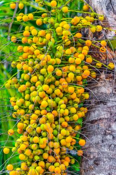 Tropical natural mexican palm tree with palm dates fruits and blue sky background in Playa del Carmen Quintana Roo Mexico.