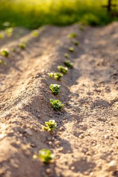 Seedlings growing up from fertile soil in the farmer's garden, morning sun shines. Ecology and ecological balance, farming and planting. Agricultural scene with sprouts in earth, close up. Soft focus