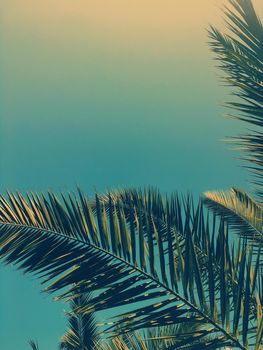 Tropical nature, vintage backdrop and summer vacation concept - Palm tree leaves and the sky, summertime travel background