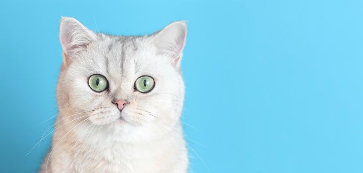 Close-up of an cute white british cat on a blue wide background looks at camera. Copy space