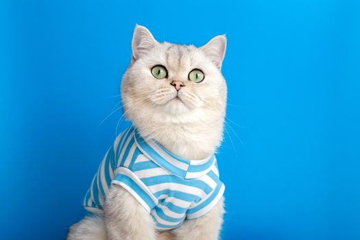 Portrait of a funny white cat in striped clothes on a blue background, looks up. copy space