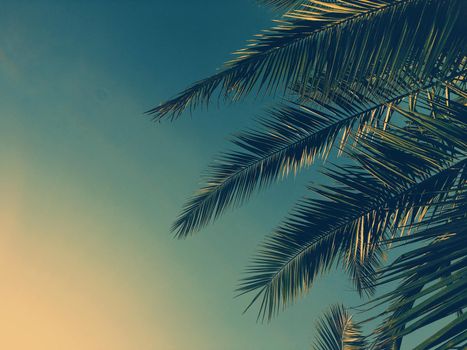 Tropical nature, vintage backdrop and summer vacation concept - Palm tree leaves and the sky, summertime travel background