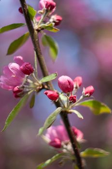 Decorative red apple tree flowers blossoming at spring time, floral natural background. High quality photo