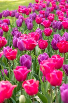 spring flower beds of blooming colorful pink purple tulips in a large park, High quality photo
