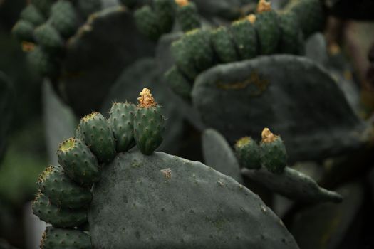 the cactus plant in its natural environment on the islands of Tenerife is bright green with flowers like babies on a mother. High quality photo