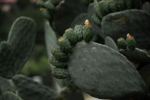 the cactus plant in its natural environment on the islands of Tenerife is bright green with flowers like babies on a mother. High quality photo