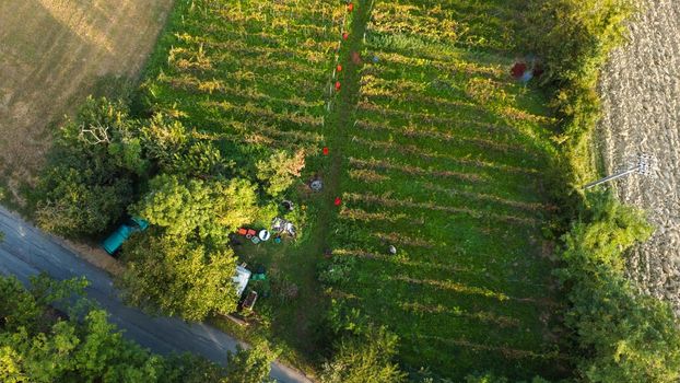 Grape harvesting in Arda Valley, Piacenza, Italy