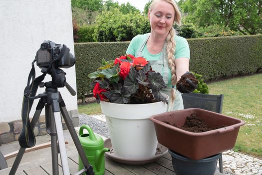 middle aged blonde woman hosts broadcast for her social media blog on gardening how to transplant seedlings of red begonia flower into a large pot. High quality photo