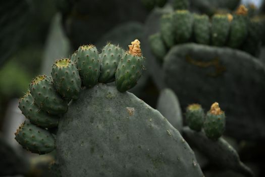 the cactus plant in its natural environment on the islands of Tenerife is bright green with flowers like babies on a mother. High quality photo