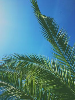 Tropical nature, vintage backdrop and summer vacation concept - Palm tree leaves and the sky, summertime travel background