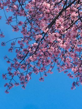 a branch of a flowering fruit tree of a delicate pink color on a blue background of a clear sky. High quality photo