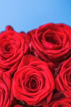 Blooming rose, flower blossom and Valentines Day present concept - Luxury bouquet of red roses on blue background, flowers as a holiday gift