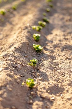 Seedlings growing up from fertile soil in the farmer's garden, morning sun shines. Ecology and ecological balance, farming and planting. Agricultural scene with sprouts in earth, close up. Soft focus