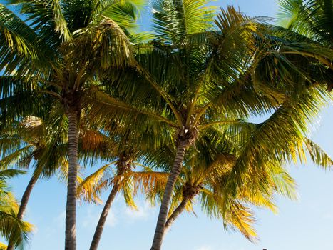 Top of the palm Stock Island, Florida.