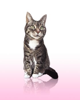 Beautiful female tabby cat, lovely adorable pet, studio portrait