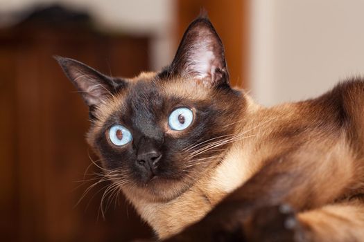 Portrait of a cute siamese breed cat with beautiful blue eyes.