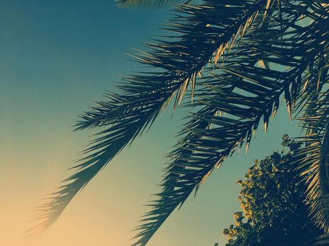 Tropical nature, vintage backdrop and summer vacation concept - Palm tree leaves and the sky, summertime travel background