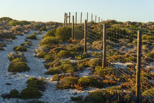 Sandy trail among thickets of succulents along a metal fence. Evening landscape