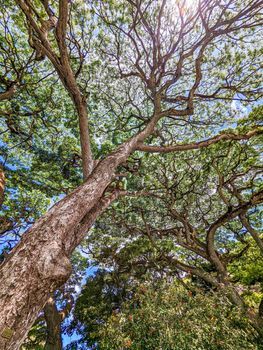 scenery at wimea botanical garden in oahu hawaii