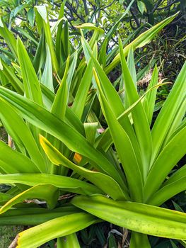 Closeup view of green pandanus veitchii stems and leaves growing in an empty field in Oahu, Hawaii 