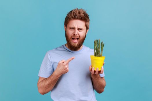 Portrait of handsome young adult bearded man wearing T-shirt holding yellow flower pot and pointing his finger at cactus, looking at camera. Indoor studio shot isolated on blue background.