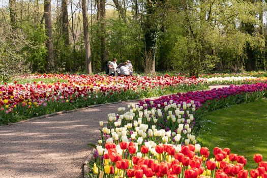 spring flower beds of blooming colorful pink purple tulips in a large park, High quality photo