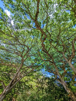 scenery at wimea botanical garden in oahu hawaii