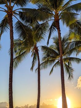 palm trees as seen around hawaii islands