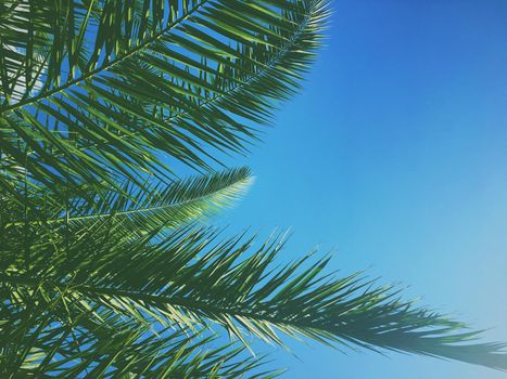 Tropical nature, vintage backdrop and summer vacation concept - Palm tree leaves and the sky, summertime travel background