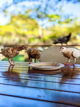 pigeons eating food at restaurant in hawaii