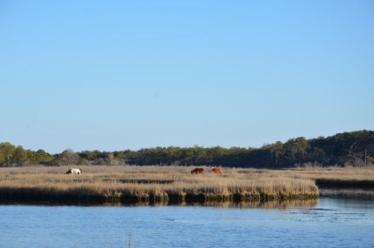 a lake or river with brown grasses or plants and shore and horses