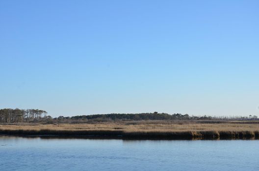 a lake or river with brown grasses or plants and shore and horses