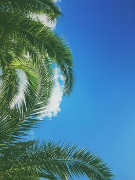 Tropical nature, vintage backdrop and summer vacation concept - Palm tree leaves and the sky, summertime travel background