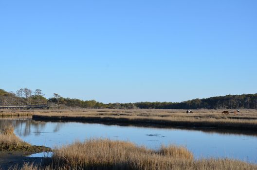 a lake or river with brown grasses or plants and shore and horses