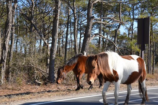 brown and white wild horses walking on the road or street