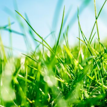 Earth landscape, growth and natural environment concept - Fresh grass and sunny blue sky on a green field at sunrise, nature of countryside