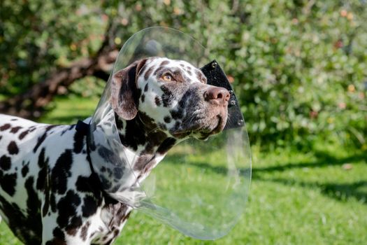 Happy young dog with veterinary collar also called elizabethan after surgery