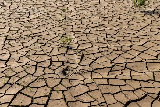 Cracked in ground due to drought and hot climate