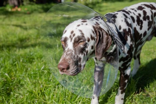 Happy young dog with veterinary collar also called elizabethan after surgery